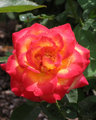 Red Flower