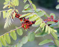Ladybugs