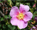 Pink Flower