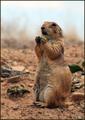 Prarie Dog 04242005.jpg