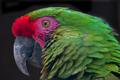 Parrot1.jpg
