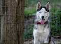Pet-Day-2.jpg