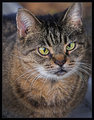 Pet-Day-7.jpg