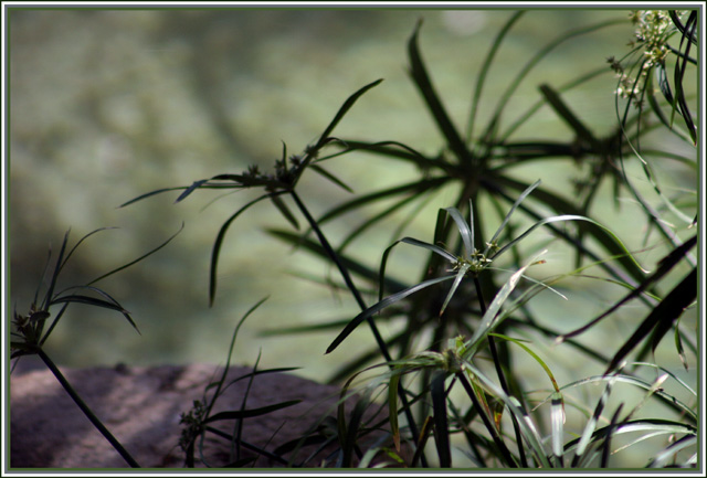 grass 03092005.jpg