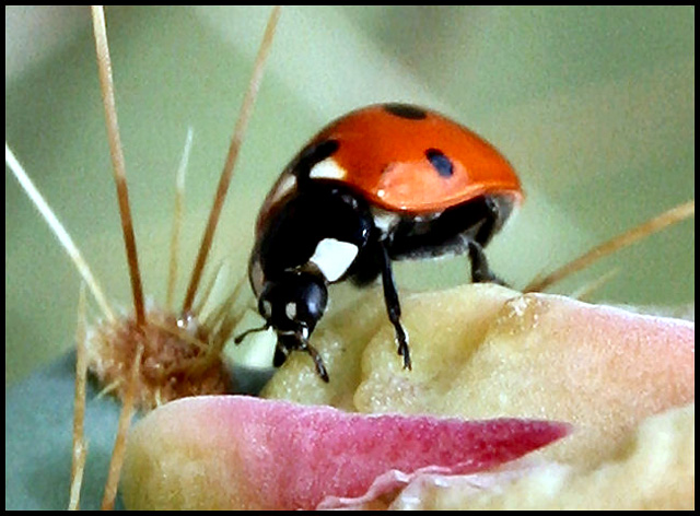 ladybug 04242005.jpg