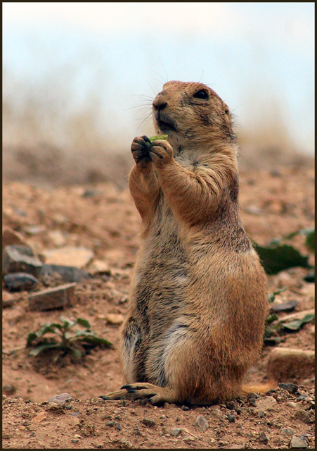Prarie Dog 04242005.jpg
