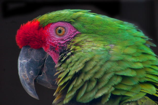 Parrot1.jpg