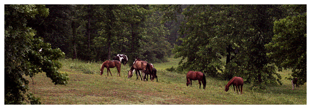 Mellow Graze