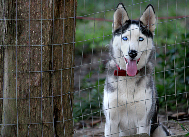 Pet-Day-2.jpg