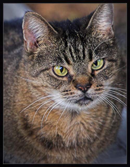 Pet-Day-7.jpg
