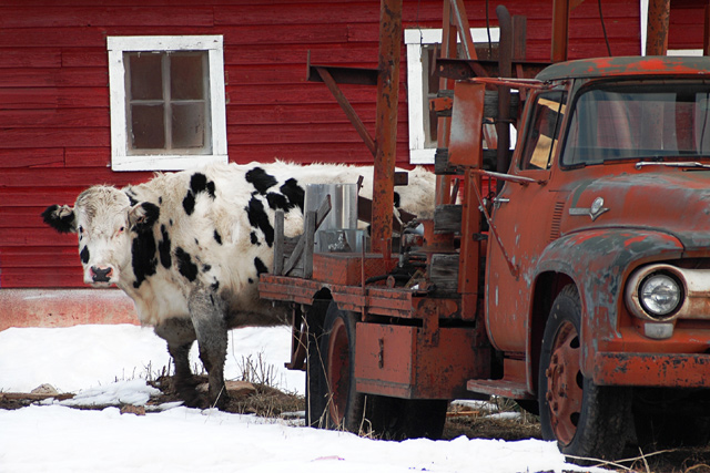 White Cow Red Barn