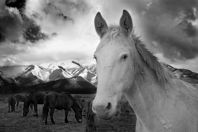 White Horse