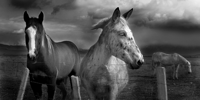 3 Horses