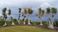 Windswept Trees
