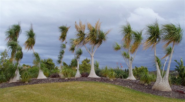 Windswept Trees