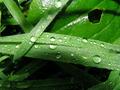 Grass of water