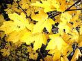 autumn leafs.jpg