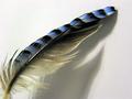 Feather from a Jay (micro).jpg