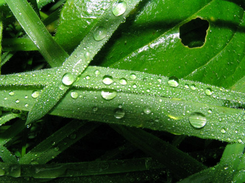 Grass of water