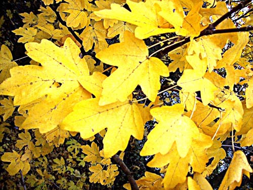 autumn leafs.jpg