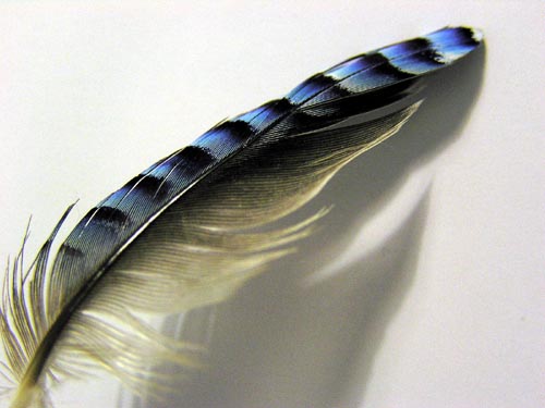 Feather from a Jay (micro).jpg