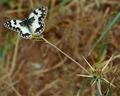 Butterfly on thorn2.jpg