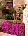 Rosea Iceplant