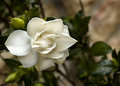 Gardenia