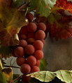 Autumn crop