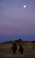 Icelandic horses under the moonlight