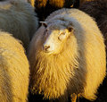 Winter coat