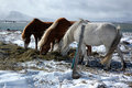 Myvatnssveit-horses.jpg