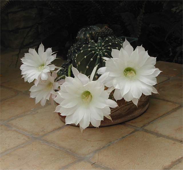 Cactus.jpg