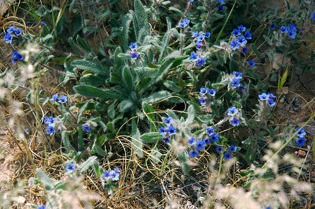 Blue wildflower Dana.jpg