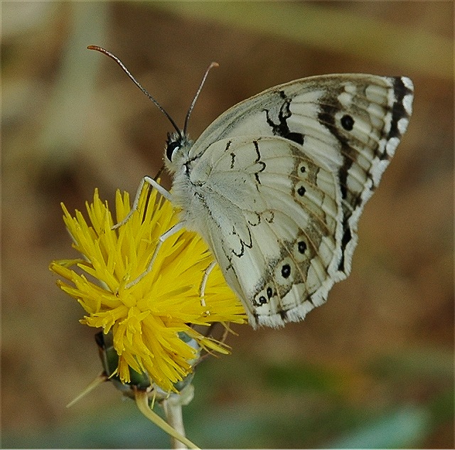 Butterfly on a thorn bush 2.jpg