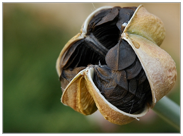 Next years Hippeastrum.jpg