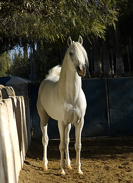 Helayel Ramadan