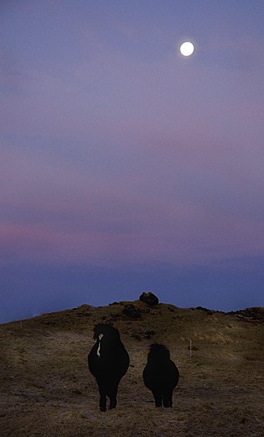 Icelandic horses under the moonlight