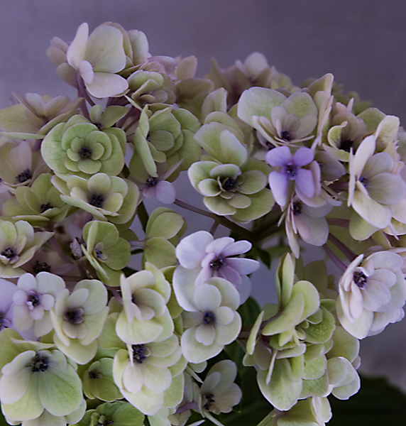 Hydrangea from my garden
