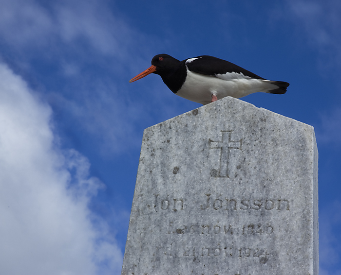 Oystercatcher "Tjaldur"