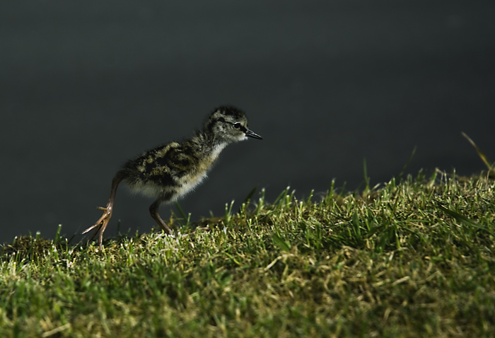 Tringa Totanus baby chick