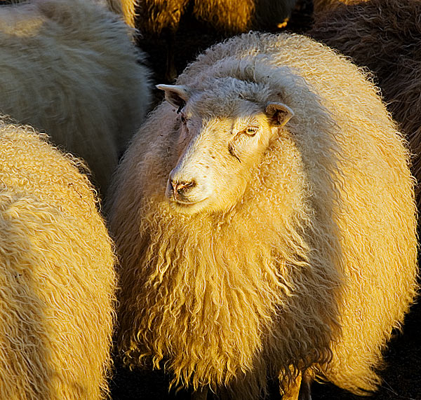 Winter coat
