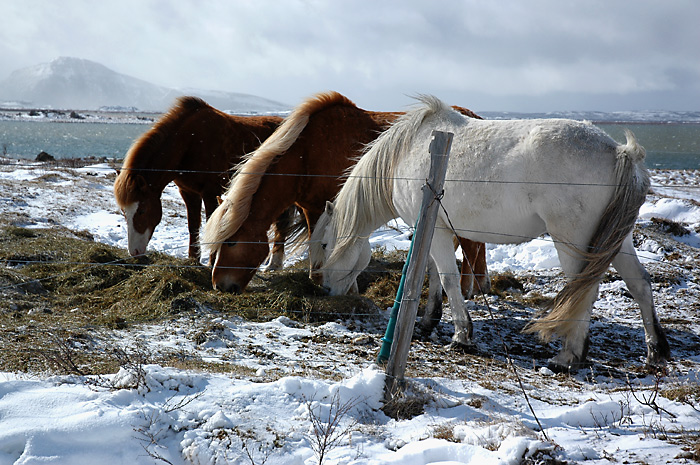 Myvatnssveit-horses.jpg