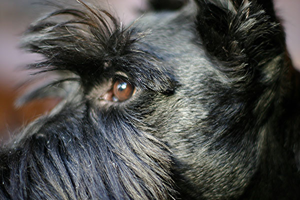 hamish-1.jpg