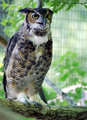 Zoo Owl