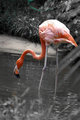 Flamingo (Desaturated)