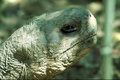 Turtle Head