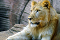 Lion.jpg