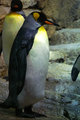 Penguin.jpg