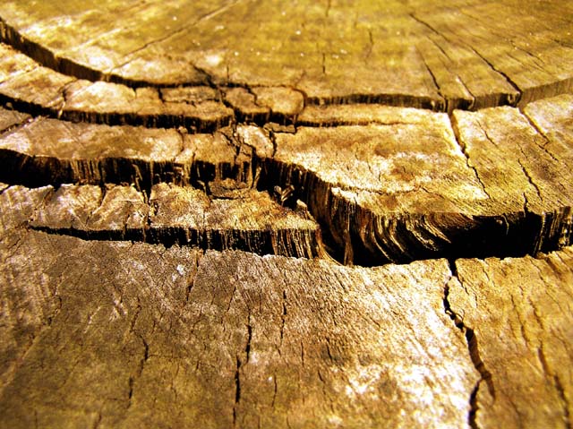 Wood